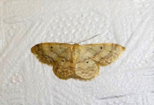 Réf. 306 663 : Idaea biselata